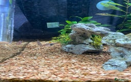 Other/Mixed Breed fish for sale: Tropical 22L Tank - Fish, Heater & Filter Included - Image 2