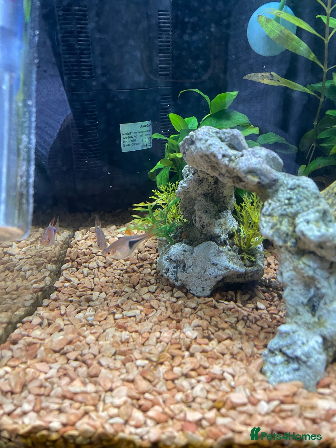 Other/Mixed Breed fish for sale: Tropical 22L Tank - Fish, Heater & Filter Included - Image 2