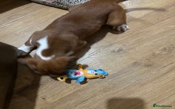 Boxer dogs for sale: Bouncy beautiful boxers  - Image 12