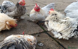 Hens poultry for sale: Chickens for sale - Image 10