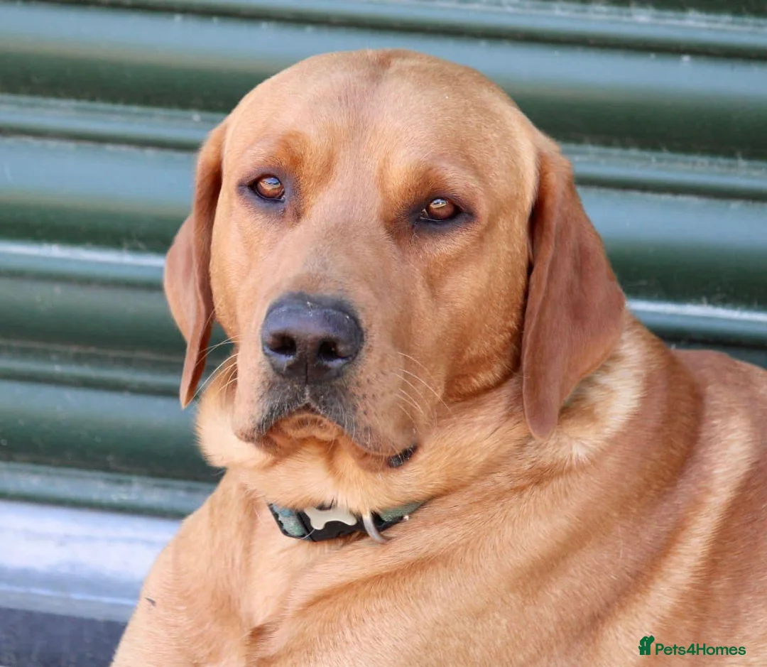Labrador Retriever dogs for sale: Yellow Labrador Puppies For Sale - Advert 5