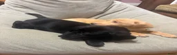 Labrador Retriever dogs for sale: Beautiful KC registered Labrador puppies  in Keighley - Advert 11