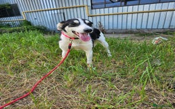 Mixed Breed dogs for adoption: OTIS - a Handsome and gentle boy for a Loving Home - Image 35