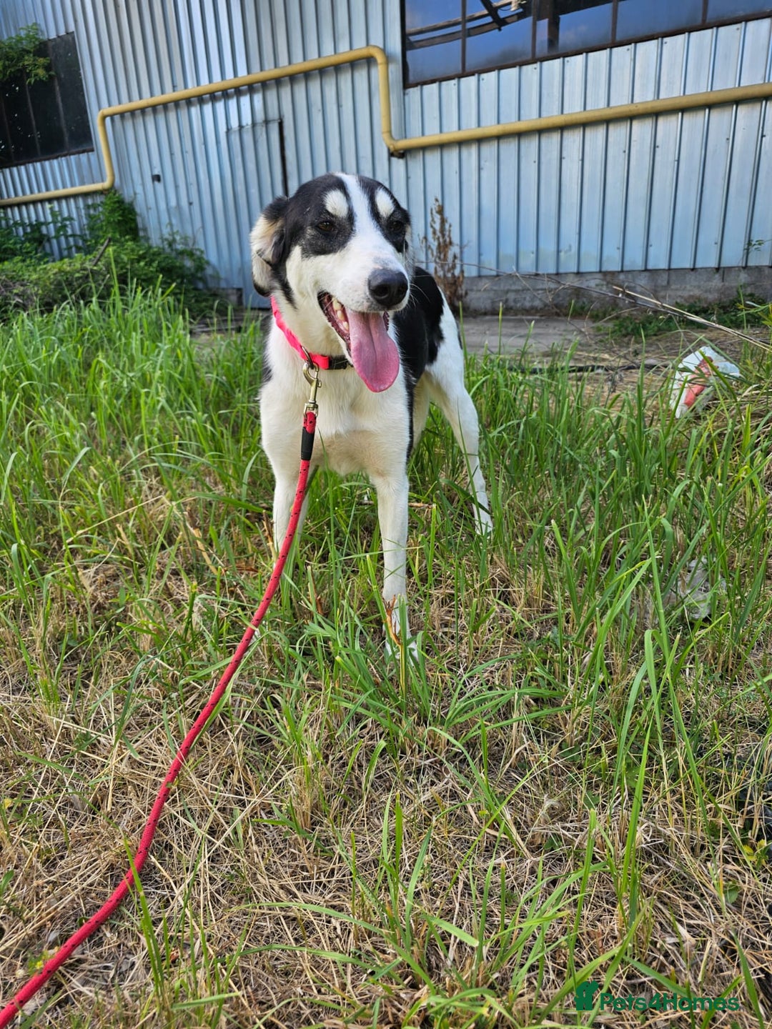 Mixed Breed dogs for adoption: OTIS - a Handsome and gentle boy for a Loving Home - Image 35