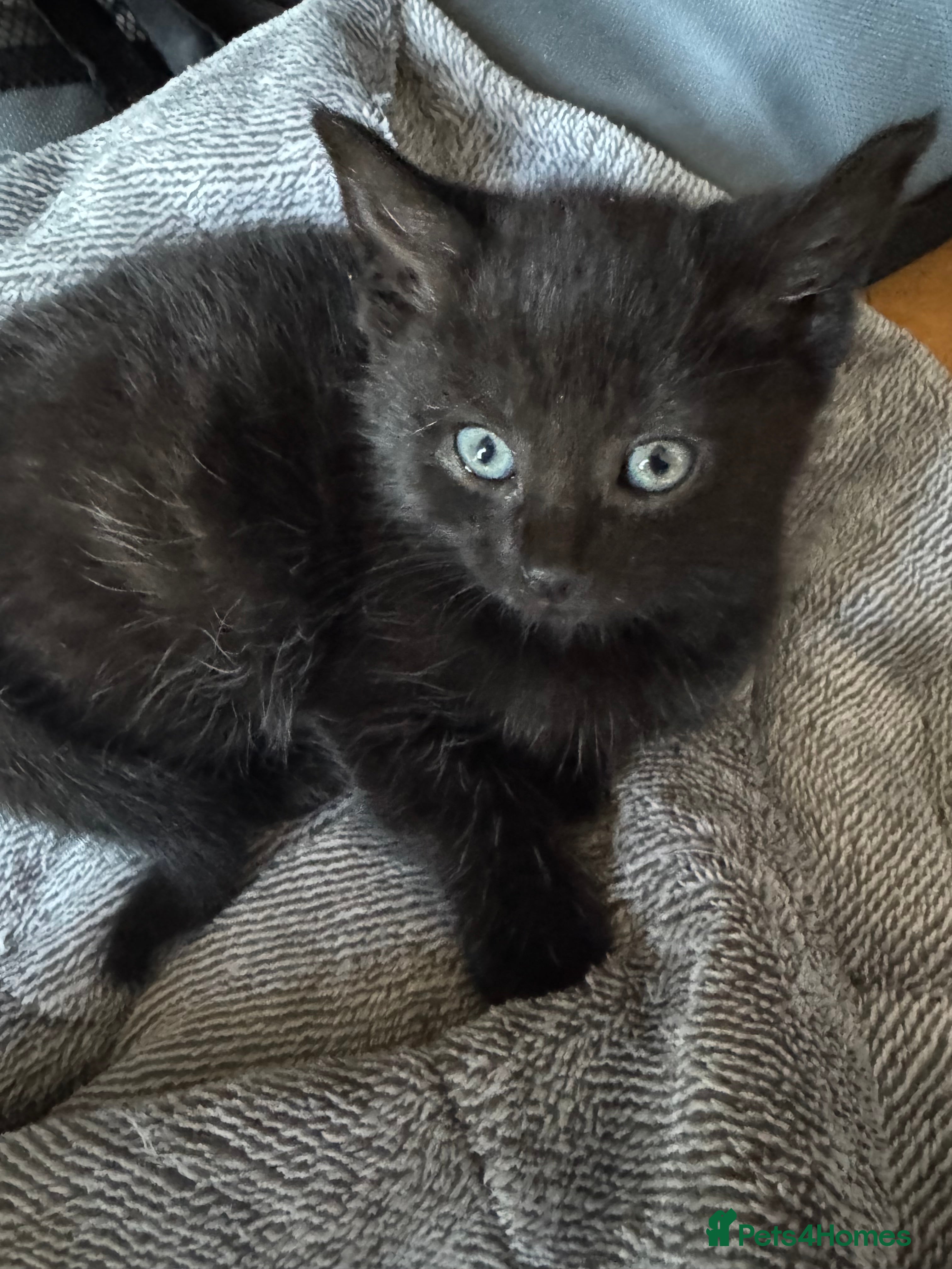 Mixed Breed cats Last 2 black girls left. £50 - Advert 3