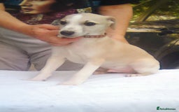 Whippet dogs for sale: Show potential Whippet boy - Image 1