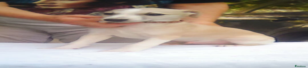 Whippet Puppy 1