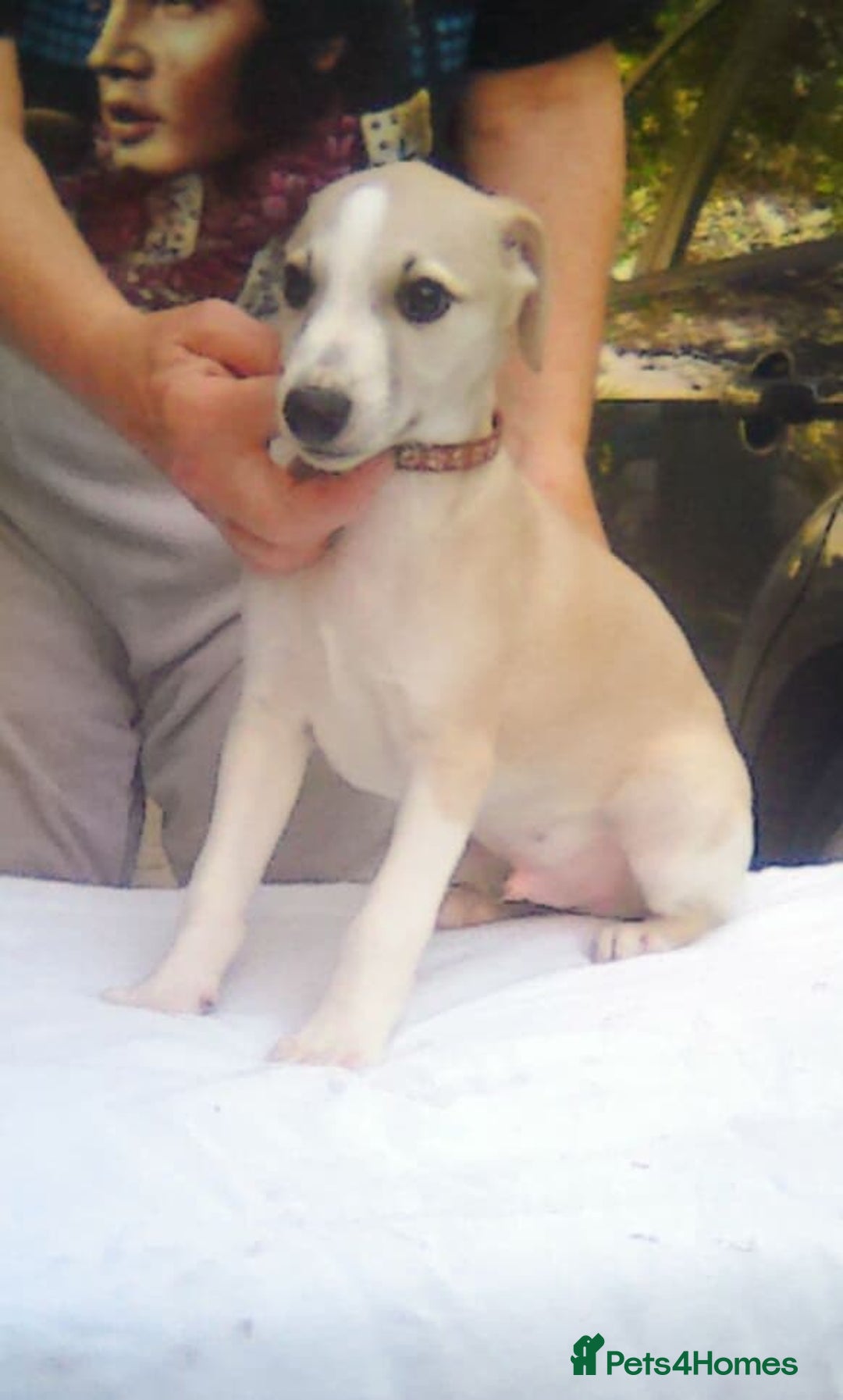 Whippet dogs for sale: Show potential Whippet boy - Image 1