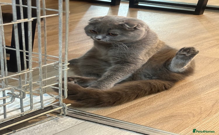 Scottish Fold cats - Advert 8