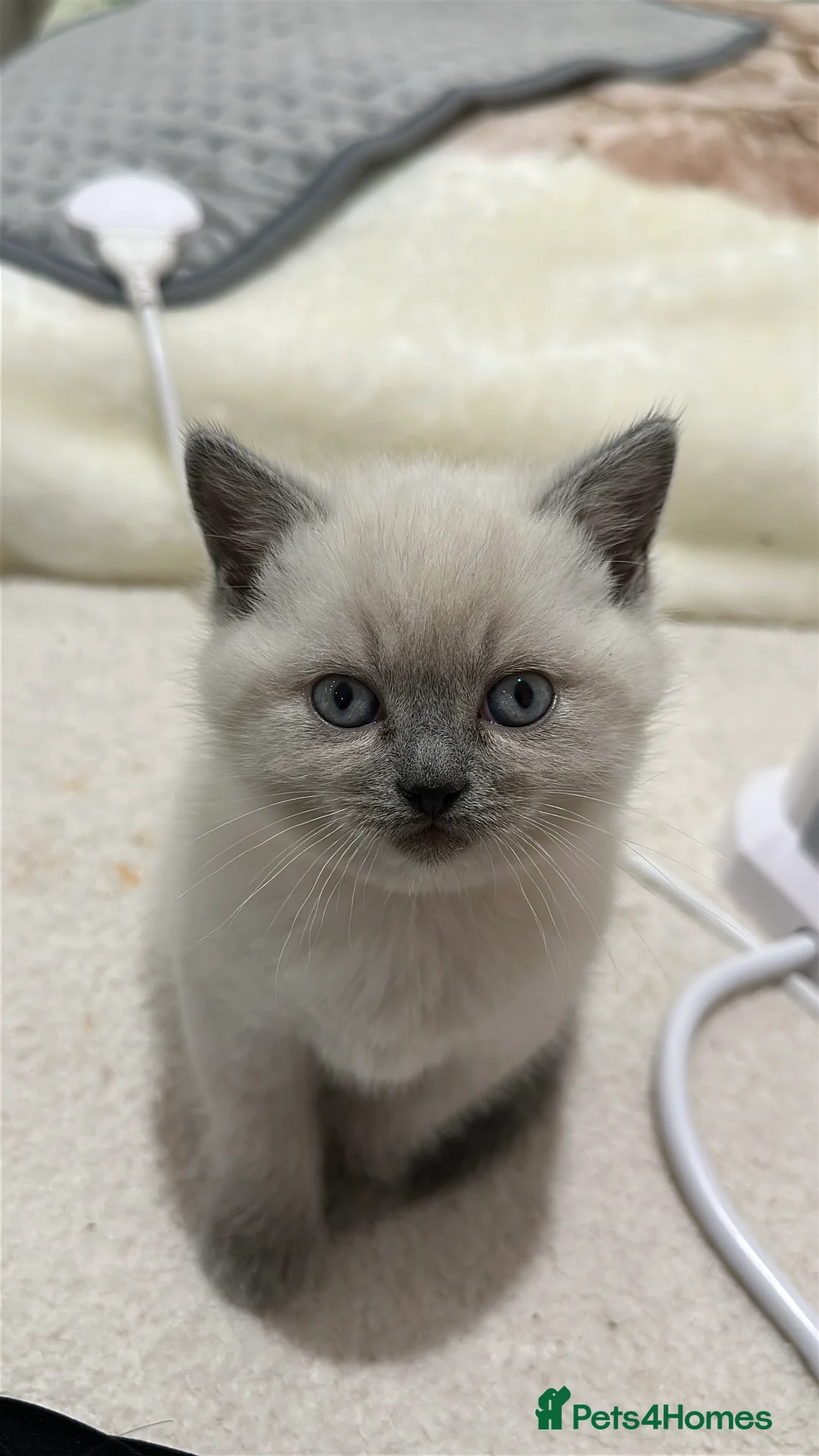 Mixed Breed cats for sale: Beautiful Ragdoll x BSH Kittens – 4 Available - Advert 4