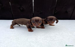 Miniature Dachshund dogs for sale: Dachshund puppies 5Boys  - Image 24