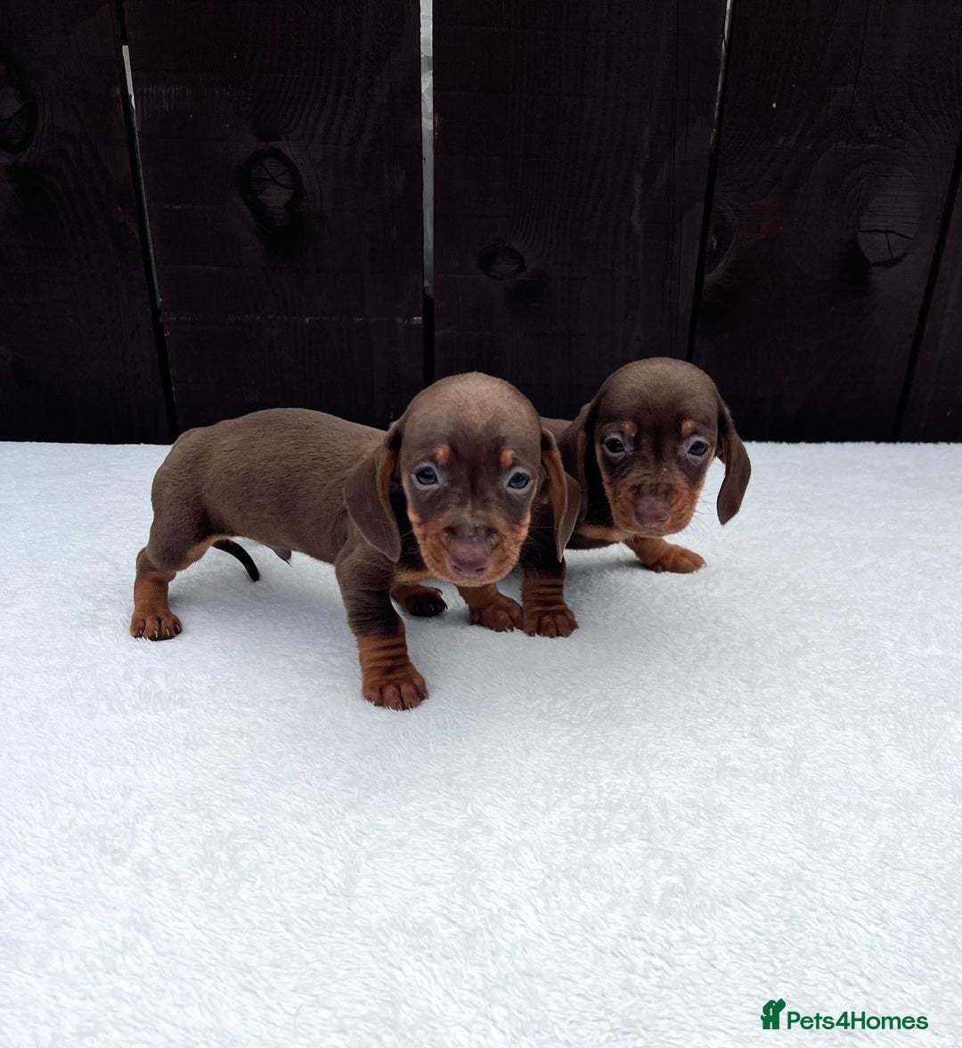Miniature Dachshund dogs for sale: Dachshund puppies 5Boys  - Image 24