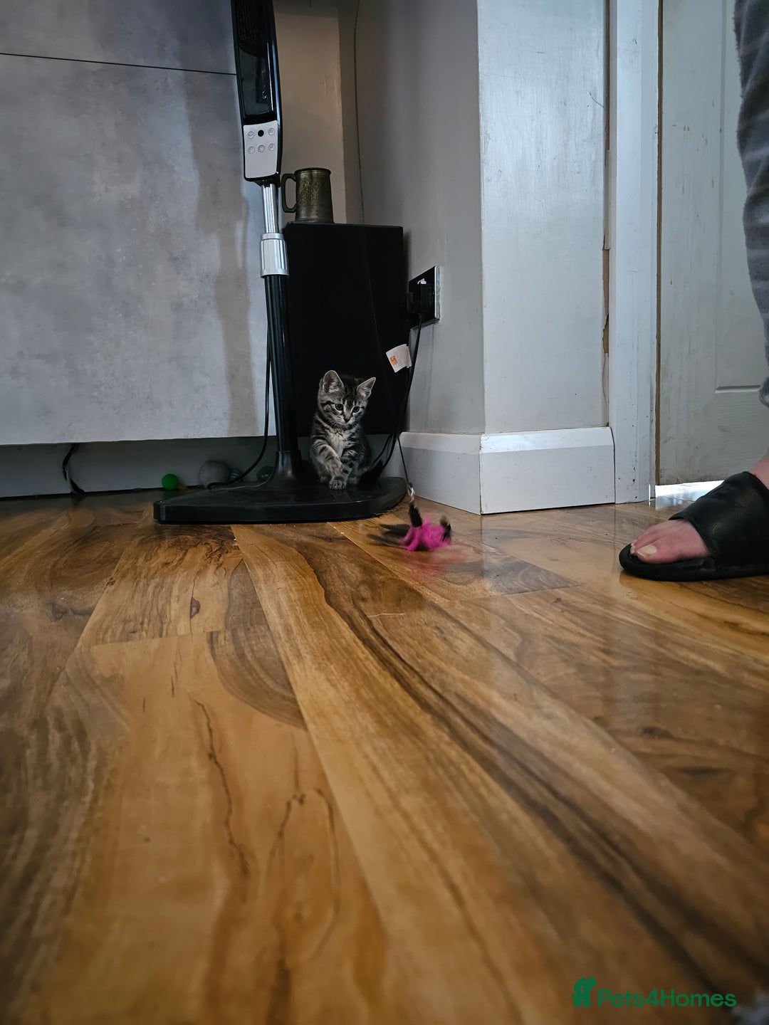 Mixed Breed cats for sale: 4 Gorgeous Bombay-Heritage Kittens- Litter Trained - Advert 21