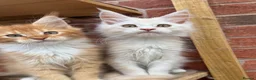Maine Coon cats for sale: Maine coon kittens  - Advert 3