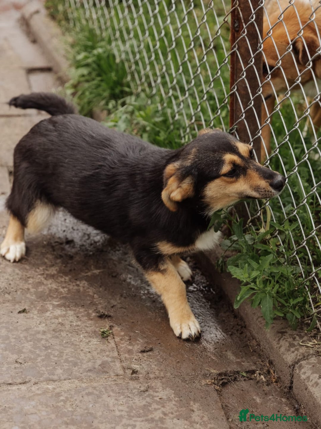 Mixed Breed dogs for adoption: 💖🐶 TONY 🐶💖 - Image 5