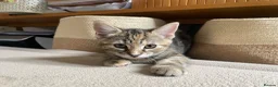 Mixed Breed cats for sale: 2 tabby girl kittens unusual colourings  - Advert 8