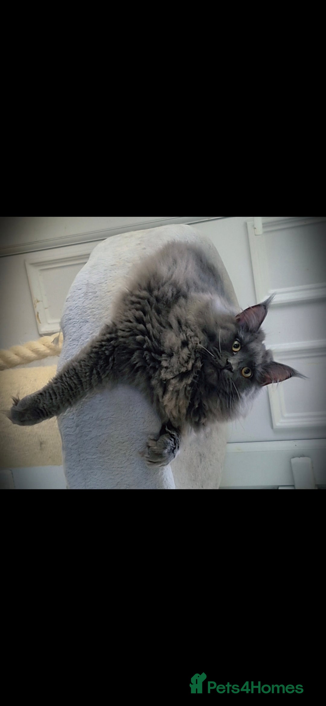 Maine Coon cats for sale: Maine coon kittens  - Advert 8