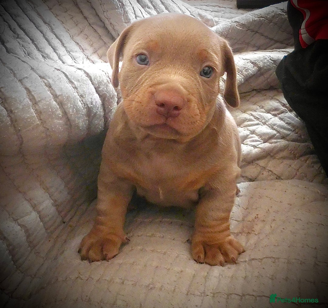 American Bully dogs for sale: ABKC pocket bullys lilac tri - Image 2