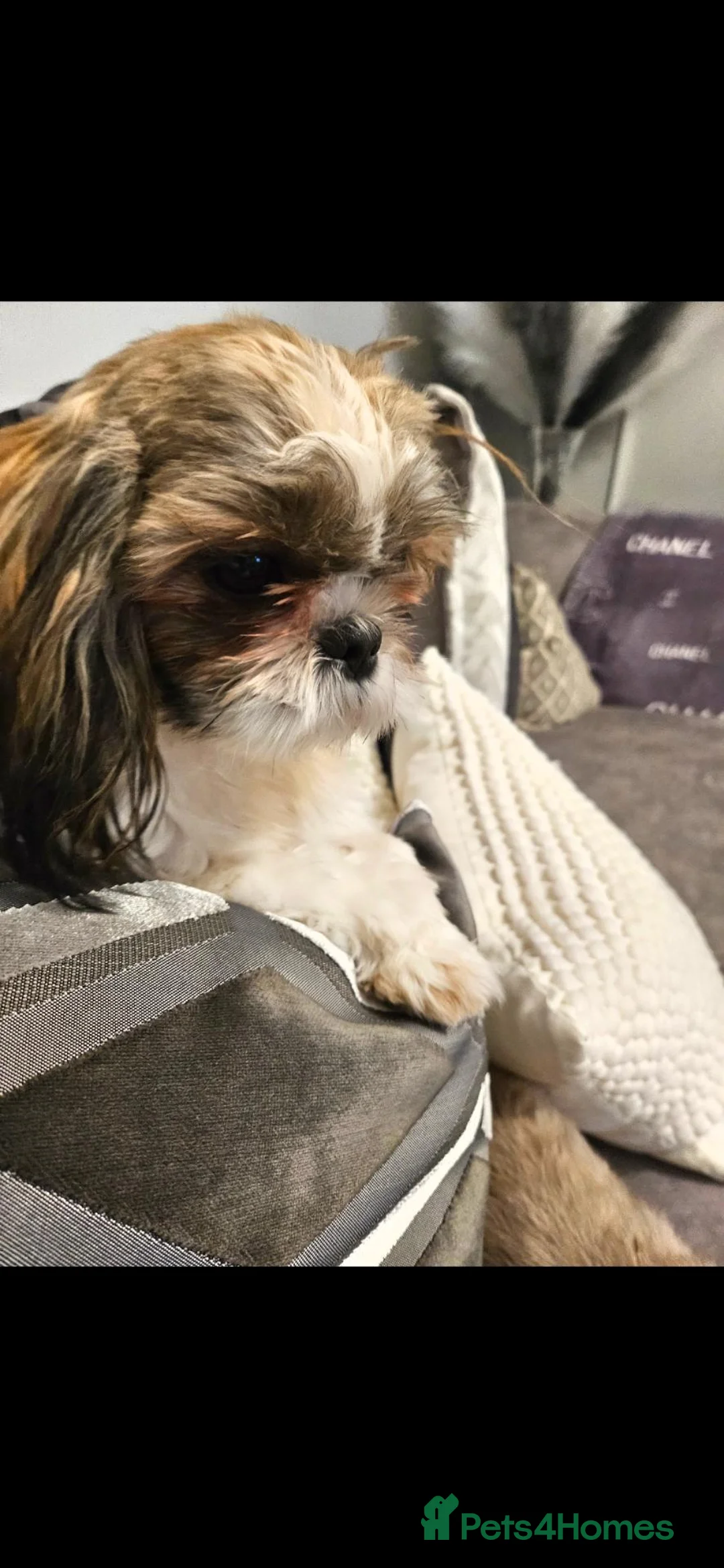 Shih Tzu dogs for sale: Miniature  Shih tzu puppys for sale - Advert 8