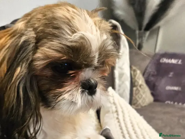 Shih Tzu dogs for sale: Miniature Shih tzu puppys for sale - Advert 1