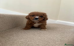 Cavapoo dogs for sale: Stunning F1b Deep Fox Red Toy cavapoos - Image 11