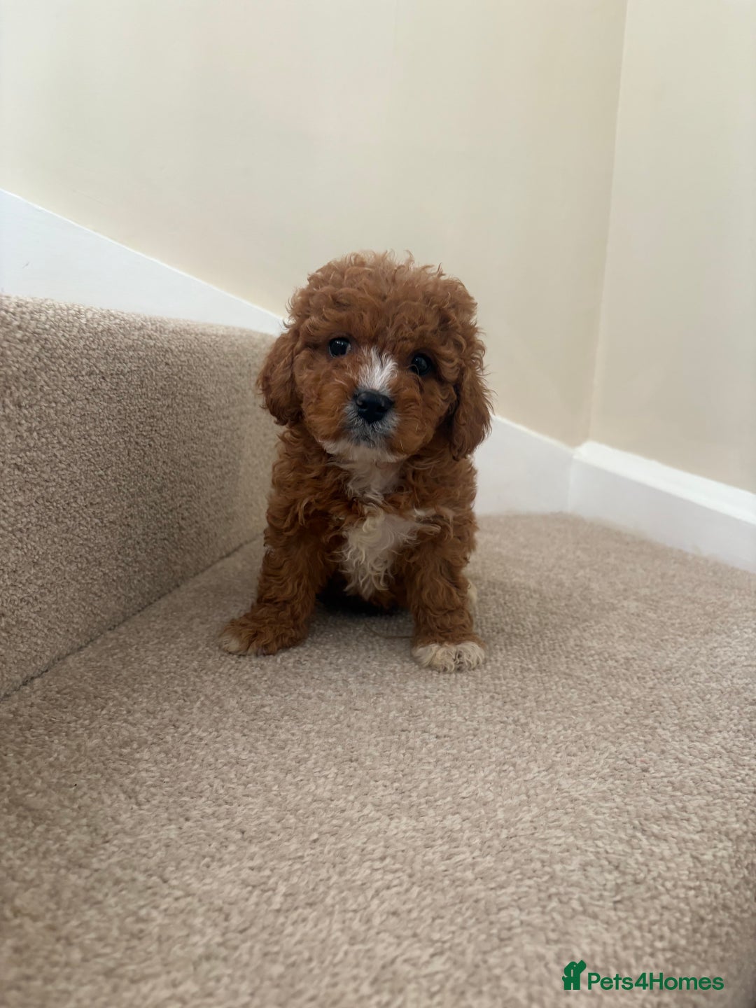 Cavapoo dogs for sale: Stunning F1b Deep Fox Red Toy cavapoos - Image 11