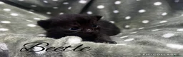 Persian cats for sale: Perfect Persian X Kittens - Advert 5