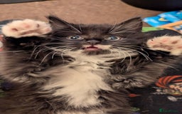 Mixed Breed cats for sale: Beautiful mix breed kittens  - Image 18
