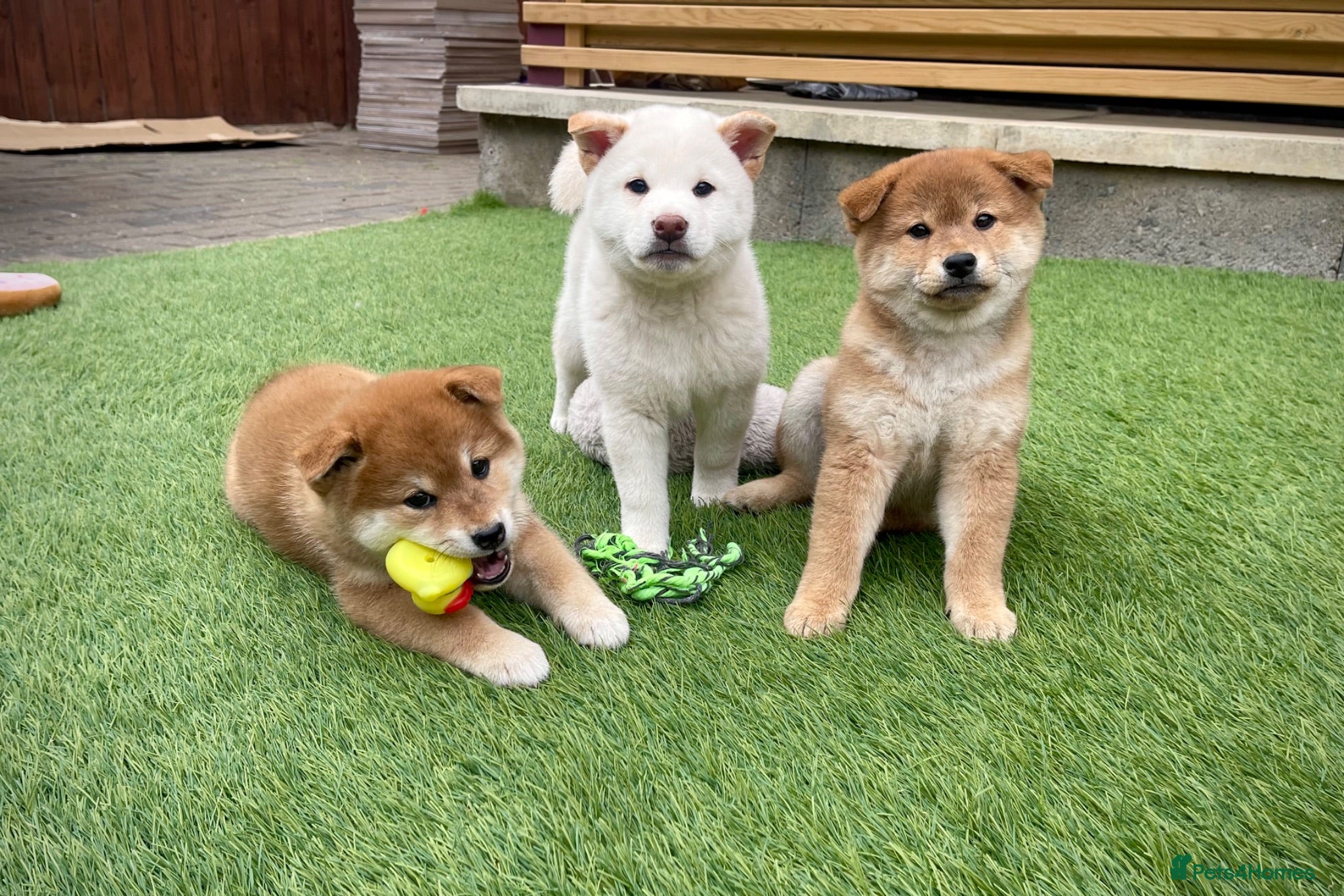 Japanese Shiba Inu dogs KC registered Japanese Shiba Inu puppies - Advert 11