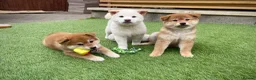 Japanese Shiba Inu dogs for sale: KC registered Japanese Shiba Inu puppies - Advert 1