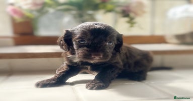 Cockapoo dogs - Advert 11