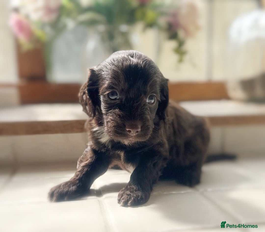 Cockapoo dogs for sale: Stunning Cocka poo puppies  - Image 2