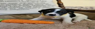 YELLOW COLLAR TRI GIRL