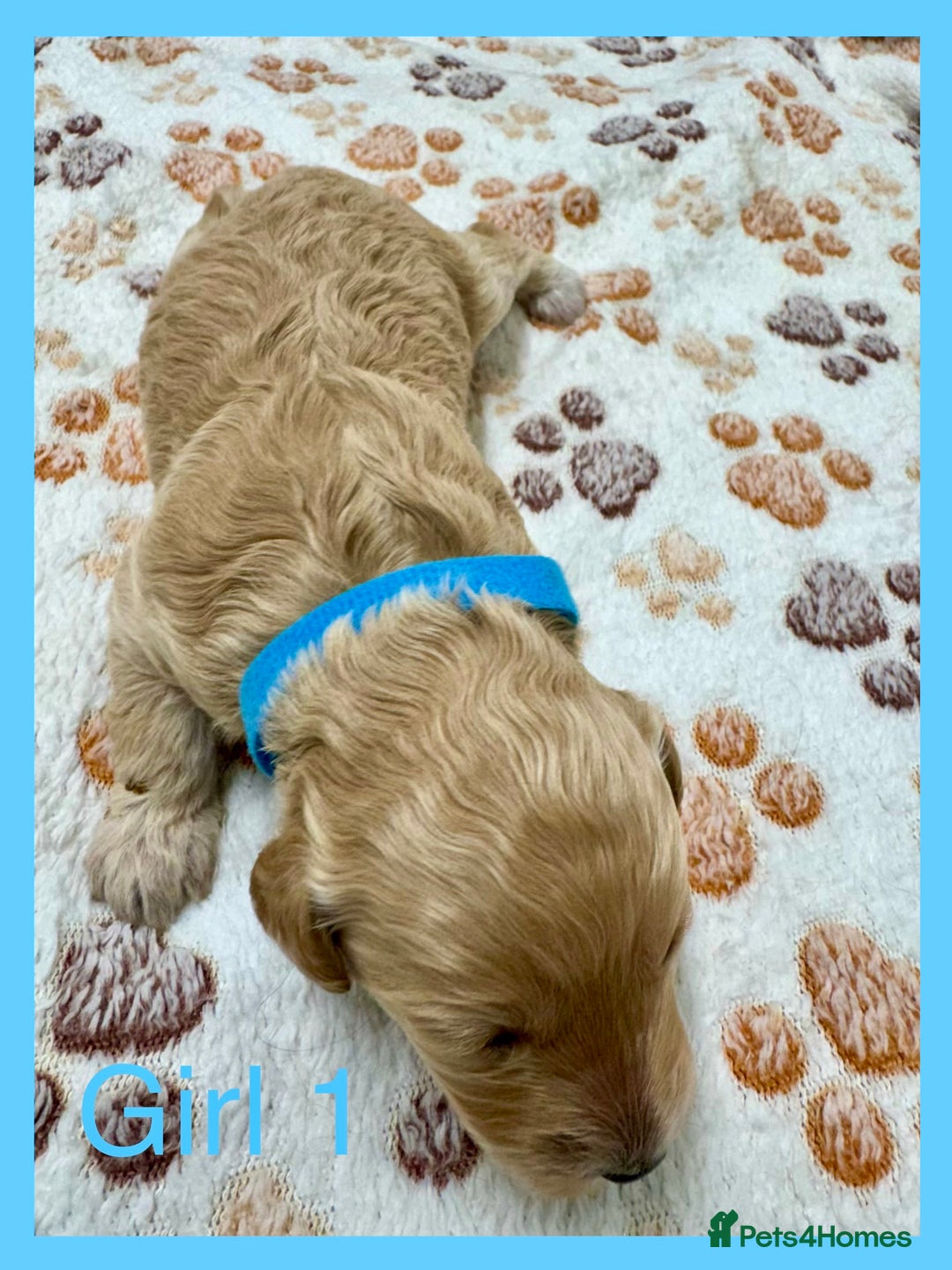 Cockapoo dogs for sale: Outstanding F1b Cockapoo Fully Health Tested  - Advert 5