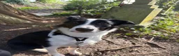 Border Collie dogs for sale: Daisy in Glasgow - Advert 4