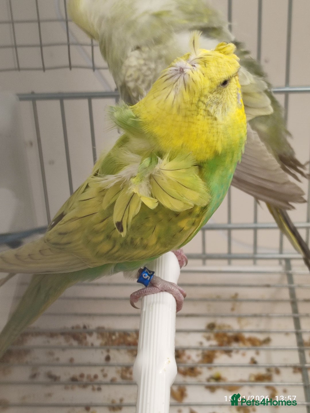 Budgerigars birds for sale: Budgies  - Advert 2