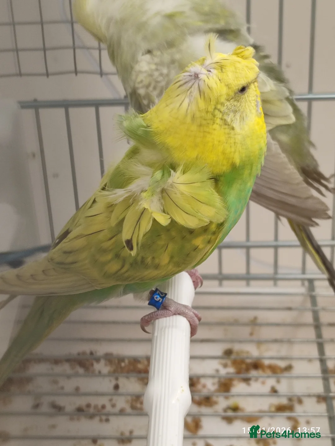 Budgerigars birds for sale: Budgies  - Advert 2