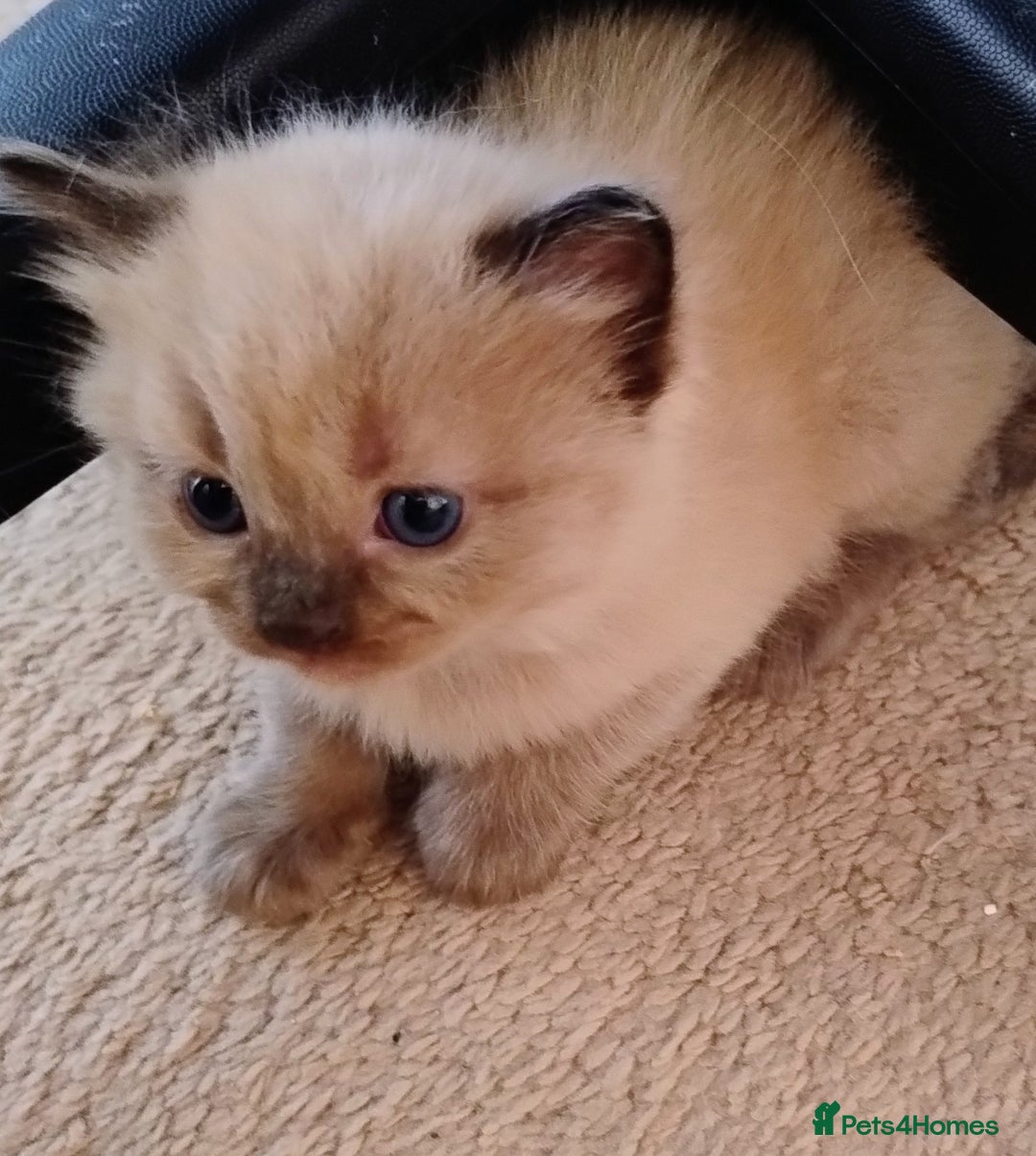 Ragdoll cats for sale: Pure bred Ragdolls looking for loving homes - Image 6