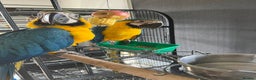 Macaws birds for sale: Blue and Gold Macaw for sale  - Advert 6