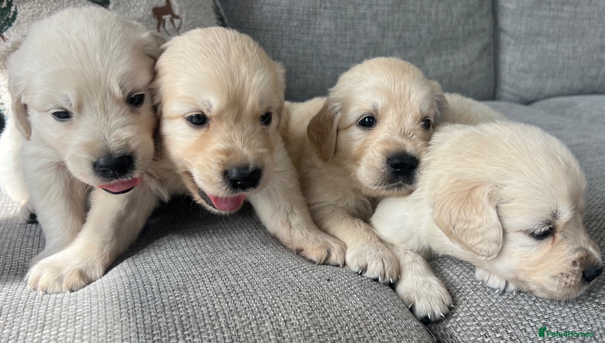 Golden Retriever dogs KC REG Extensively Health tested cream/gold pups - Advert 2