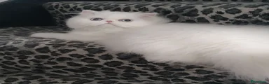 Persian Kitten 3