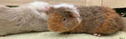 Guinea Pig rodents for sale: Stunning red eyed pure bred Teddy boys/boars - Advert 8