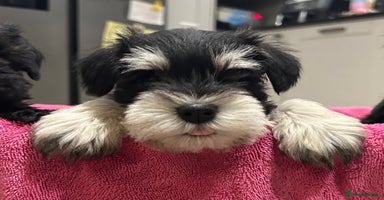 Miniature Schnauzer dogs Litter of minature schnauzer pups - Advert 3