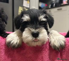 Miniature Schnauzer dogs Litter of minature schnauzer pups - Advert 4