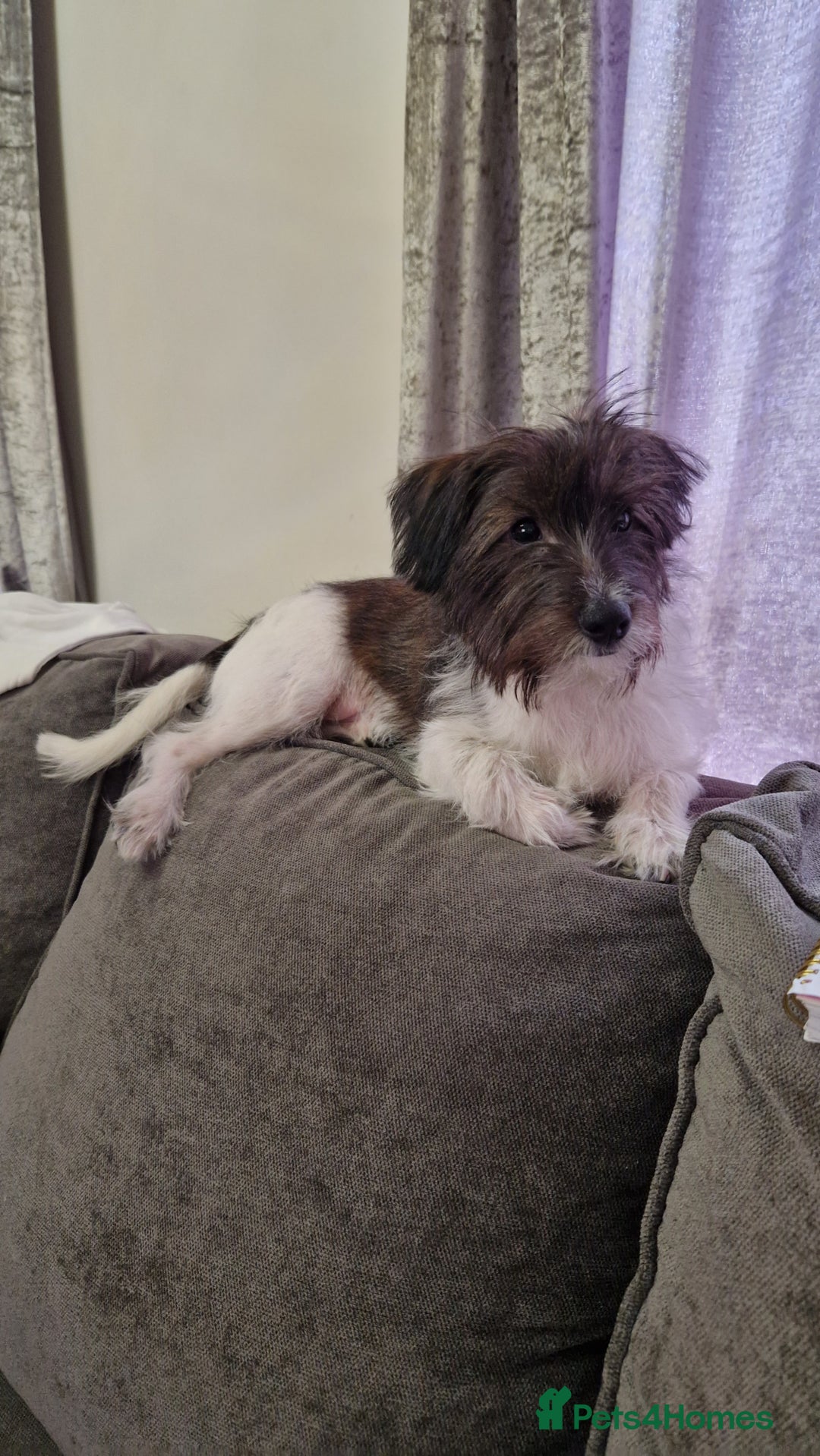 Yorkshire Terrier dogs for sale: Yorkshire terrier 2yr old  - Image 10