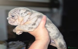 English Bulldog dogs for sale: Lovely little of English Bulldogs - Image 13