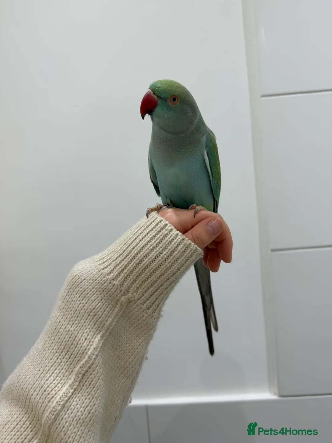 Parakeets birds for sale: Blue Indian Ringneck  in London - Advert 1