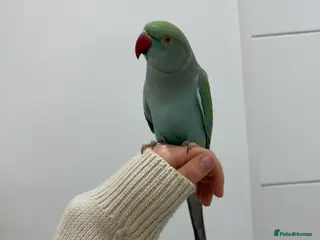 Parakeets birds Blue Indian Ringneck in London - Advert 3