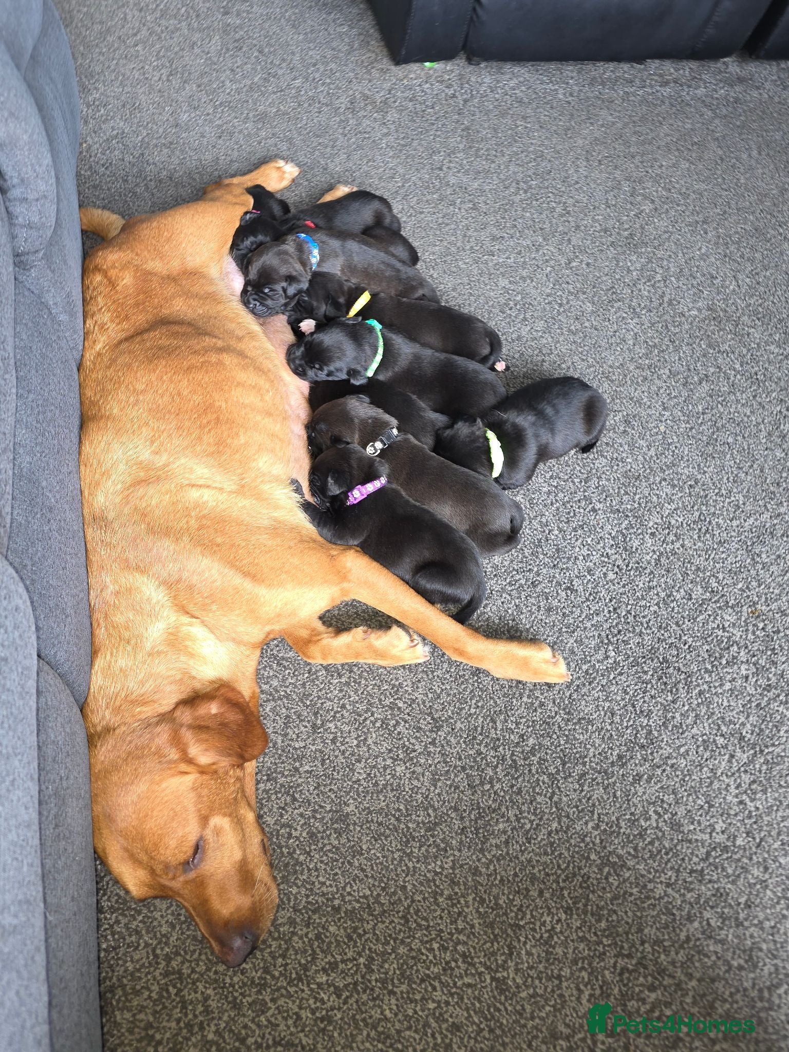 Mixed Breed dogs Gorgeous Staffador Puppies for Sale  - Advert 2