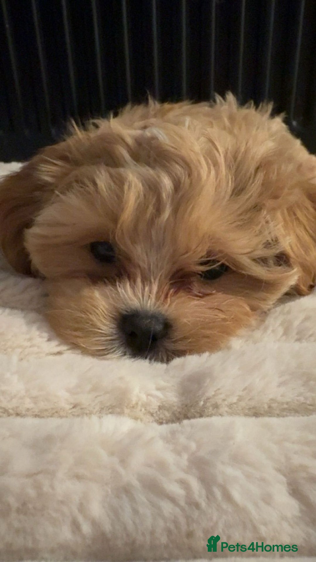 Shihpoo dogs for sale: Shihpoo puppies looking for homes - Advert 3